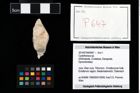 Foto (Objekt + Etikett) von Cyclothyreus sp.  (NHMW-GEO-2014-0194-0647)